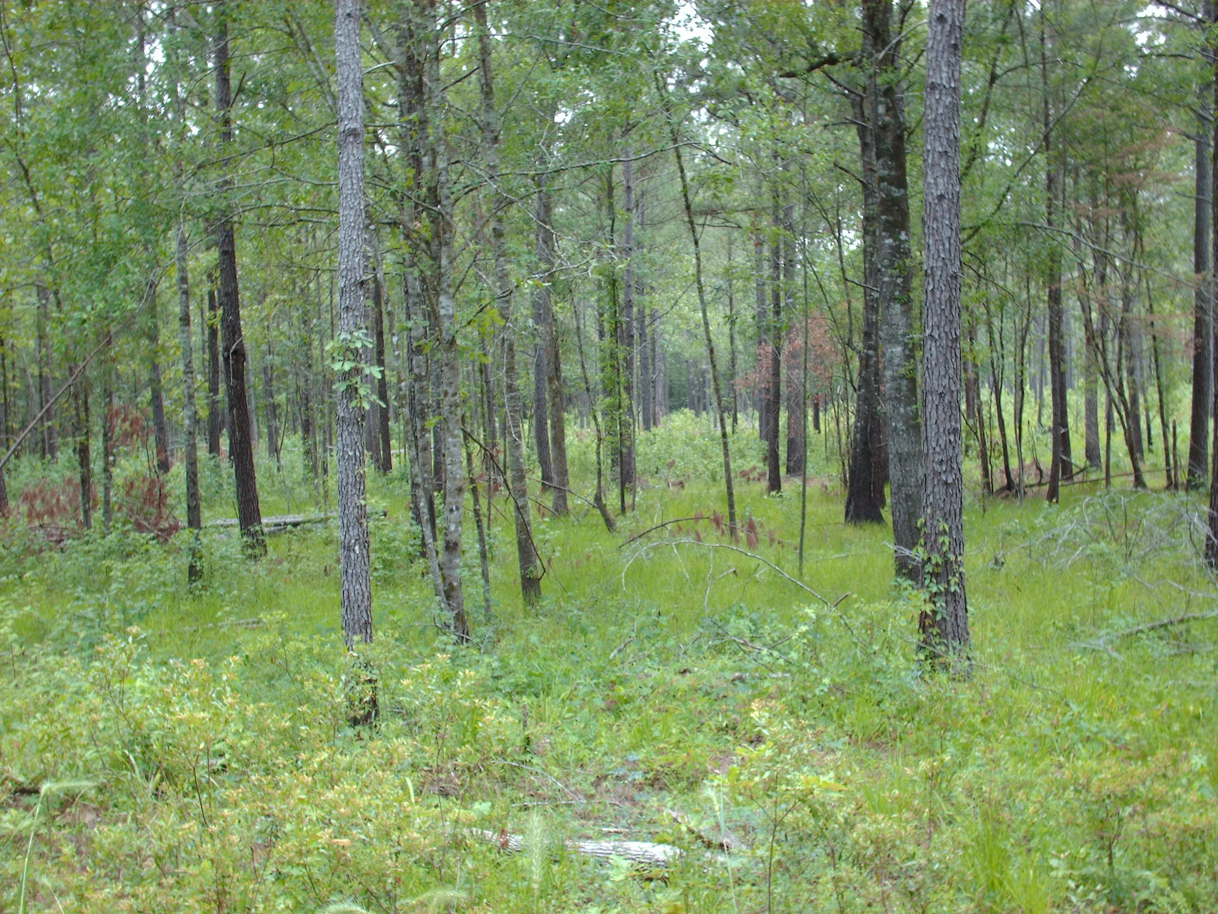 Francis Marion National Forest, South Carolina
