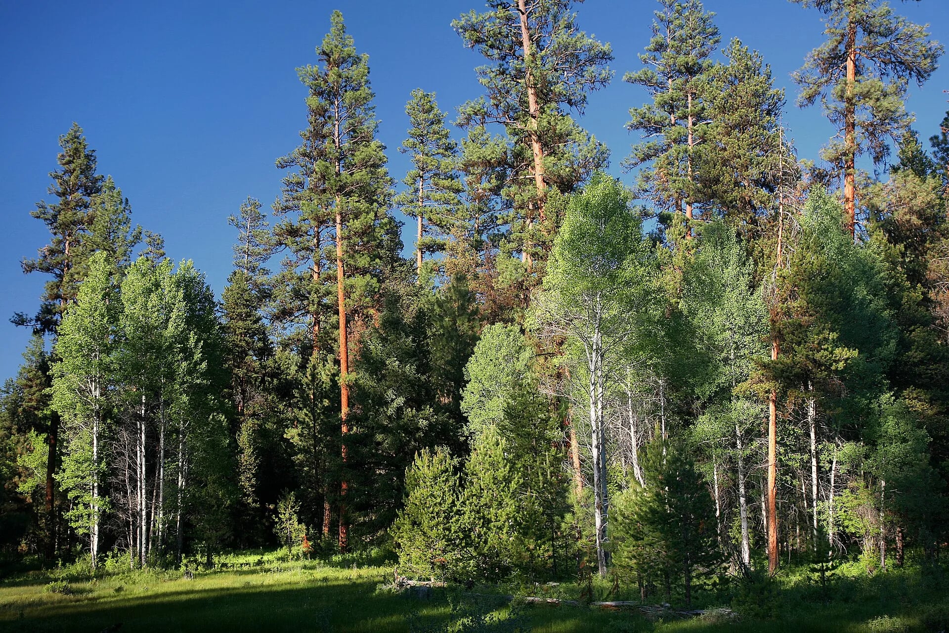 Ponderosa pines at sunset, Malheur National Forest, Oregon