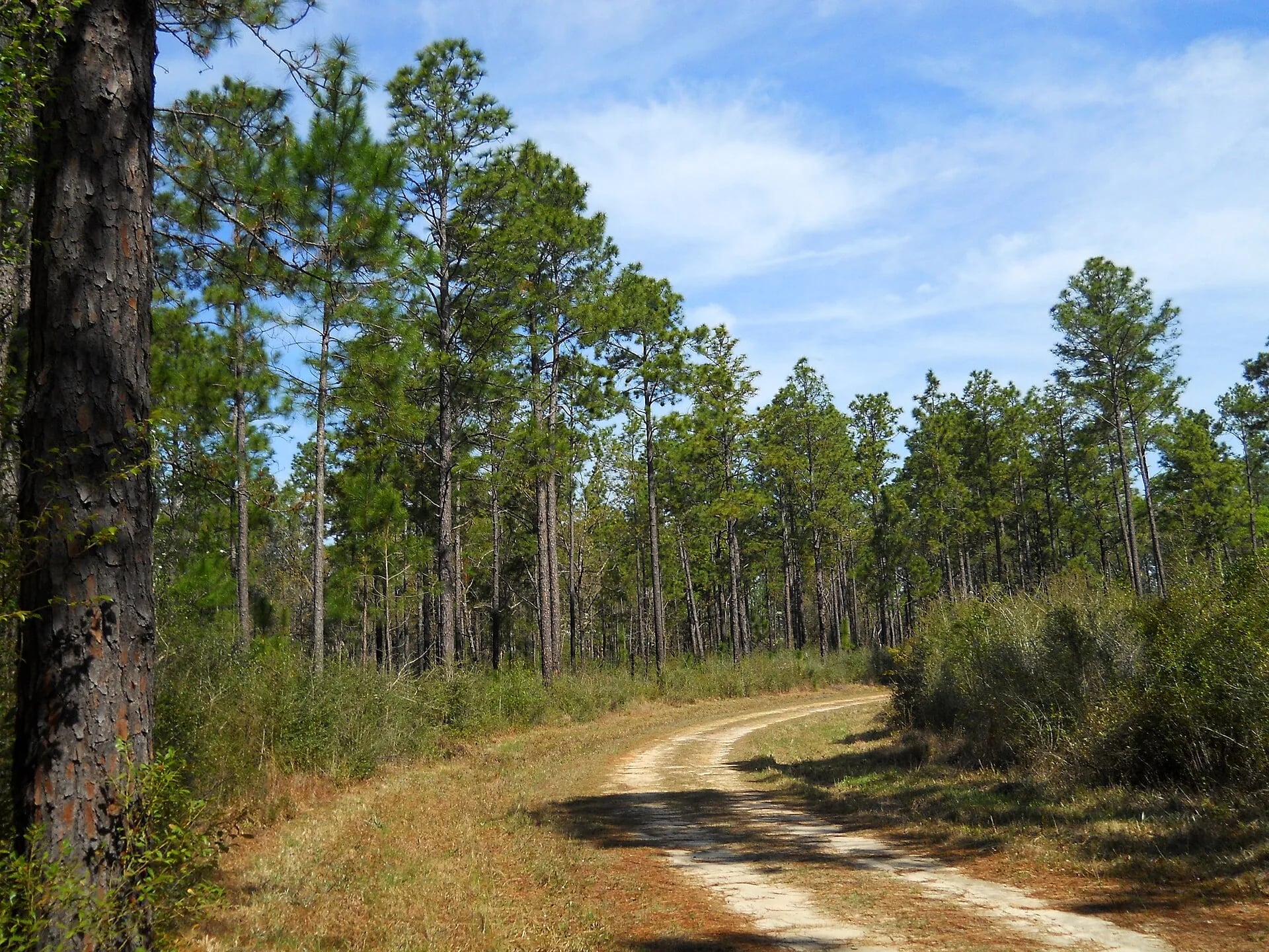 De Soto National Forest, Mississippi