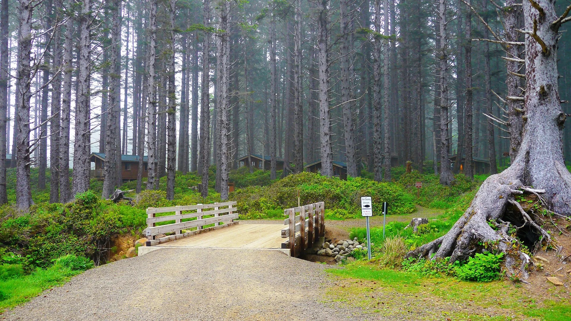 Cabins among the coastal forest at Cape Lookout State Park, Oregon
