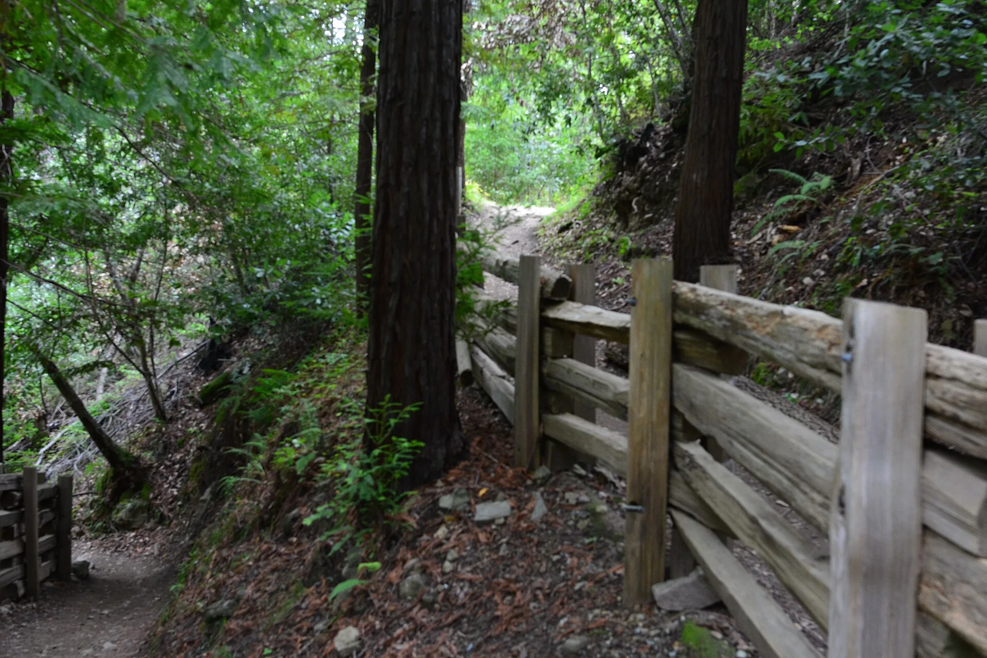 Valley View Trail, Pfeiffer Big Sur State Park, California