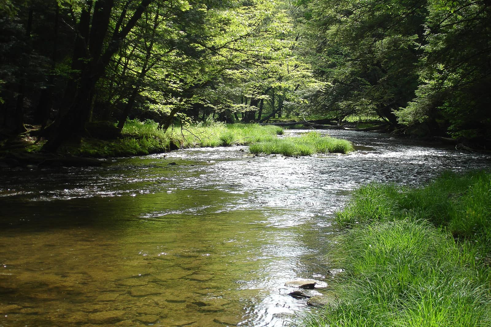 Allegheny National Forest