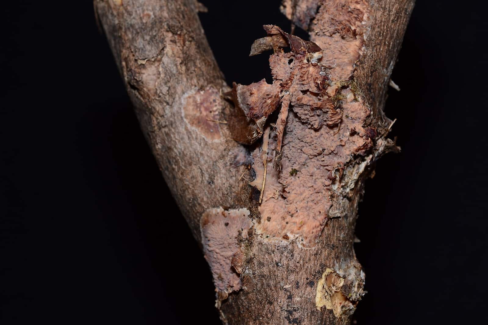 Phlebia radiata (850125)