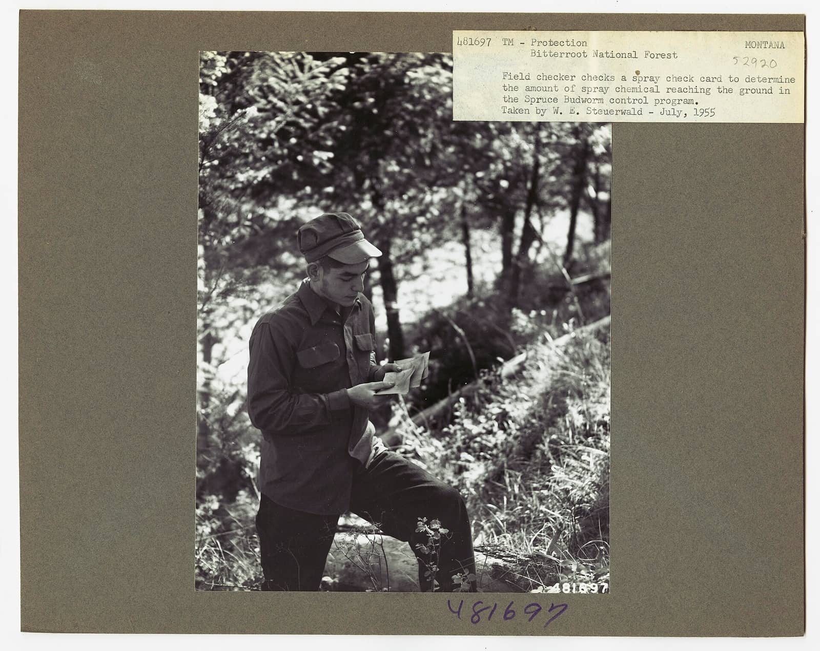 1955. Checking spray card to determine the amount of insecticide reaching the ground. Spruce budworm control project. Bitterroot National Forest, Montana. (33429501571)