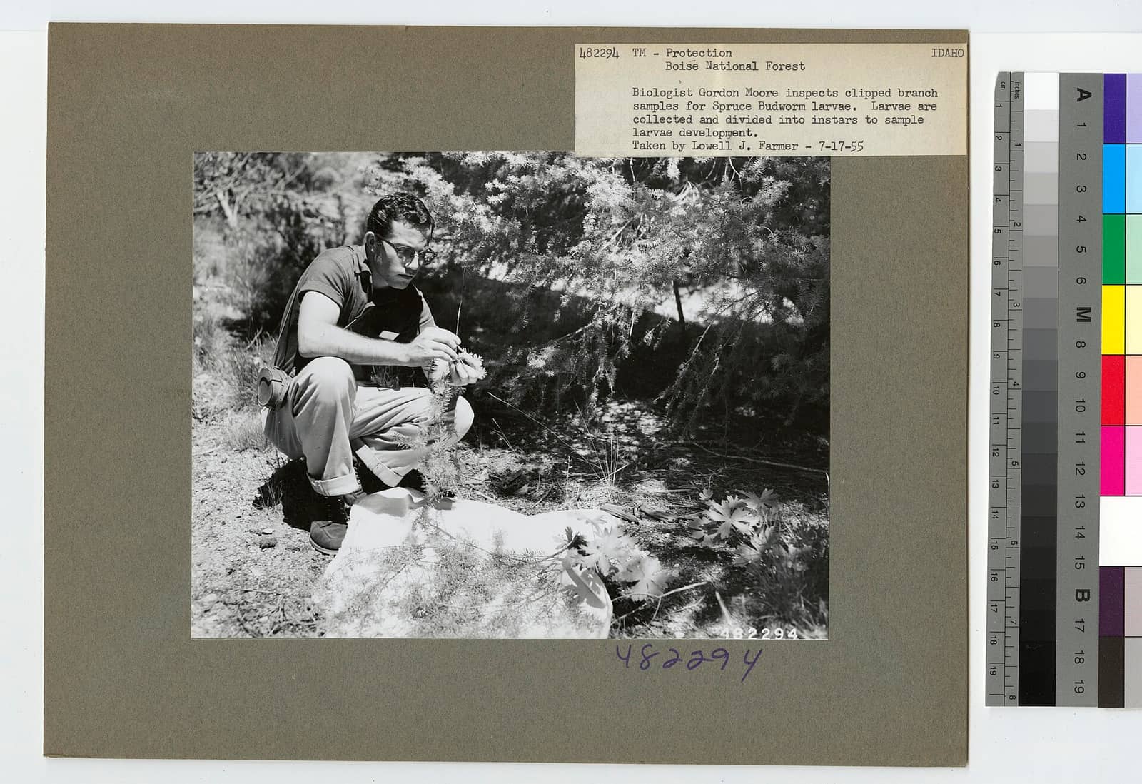 1955. Gordon Moore inspects clipped branch samples for larvae. Spruce budworm control project. Boise National Forest, idaho. (32743962143)