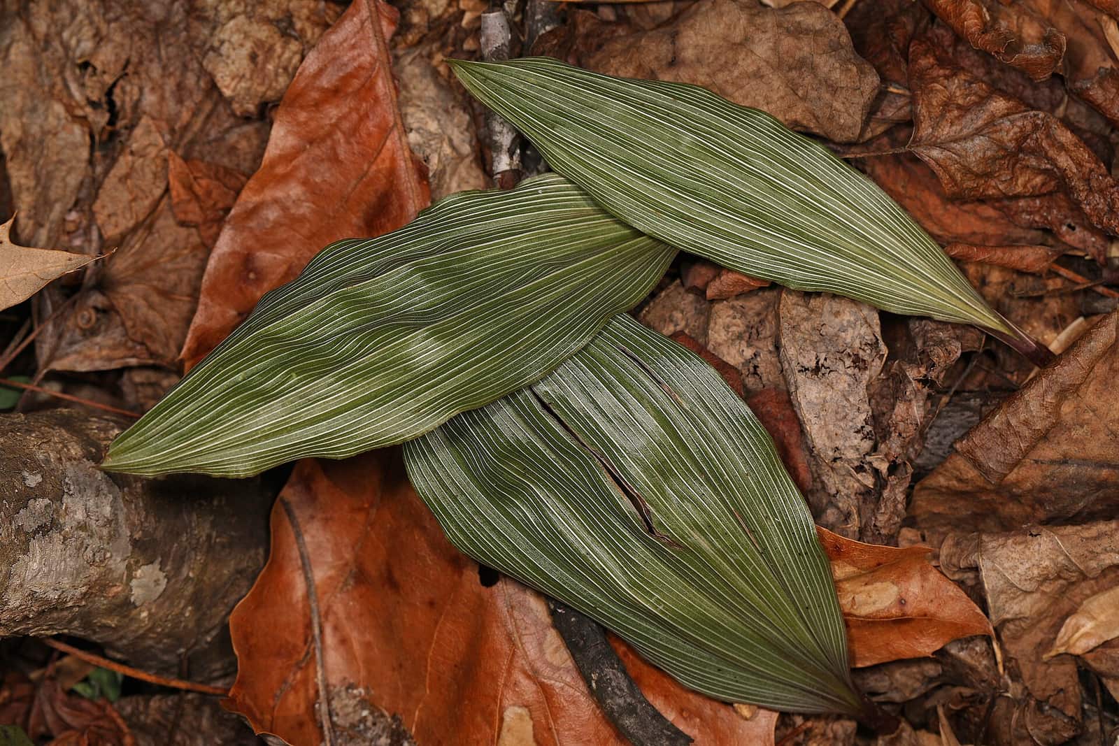 037 366 - Puttyroot - Aplectrum hyemale, Caledon State Park, King George, Virginia, February 6, 2024 (53514213348)