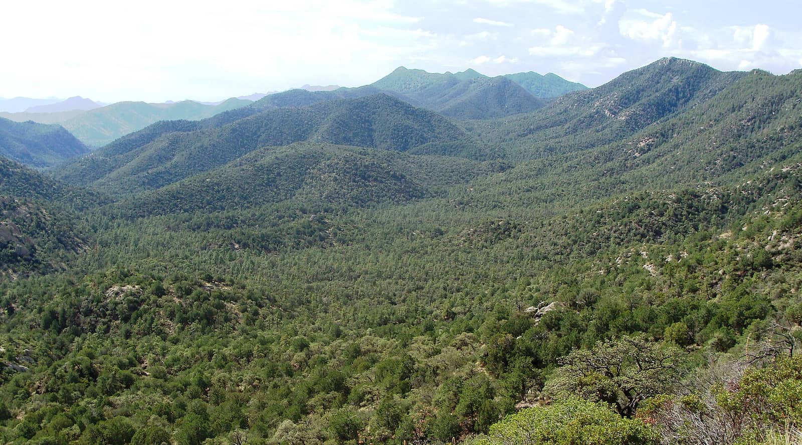 Coronado Natl Forest Nima1