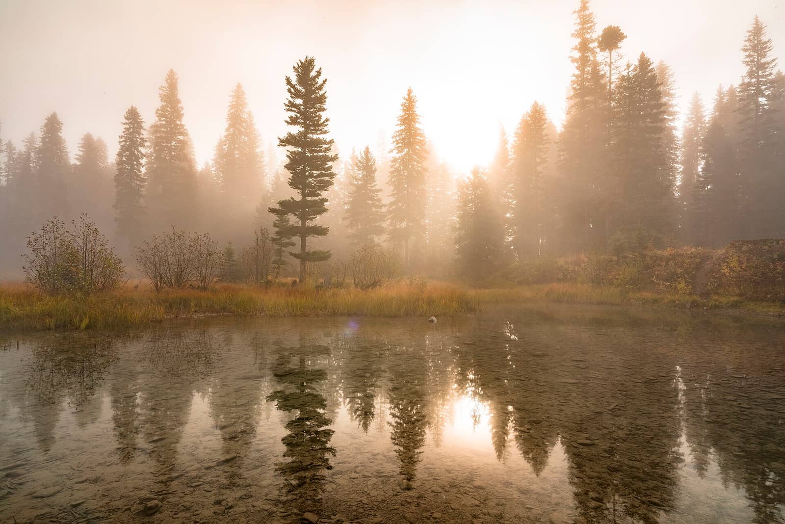 Flathead National Forest