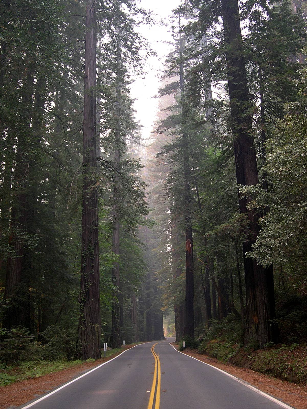Avenue of the Giants Sequoia sempervirens