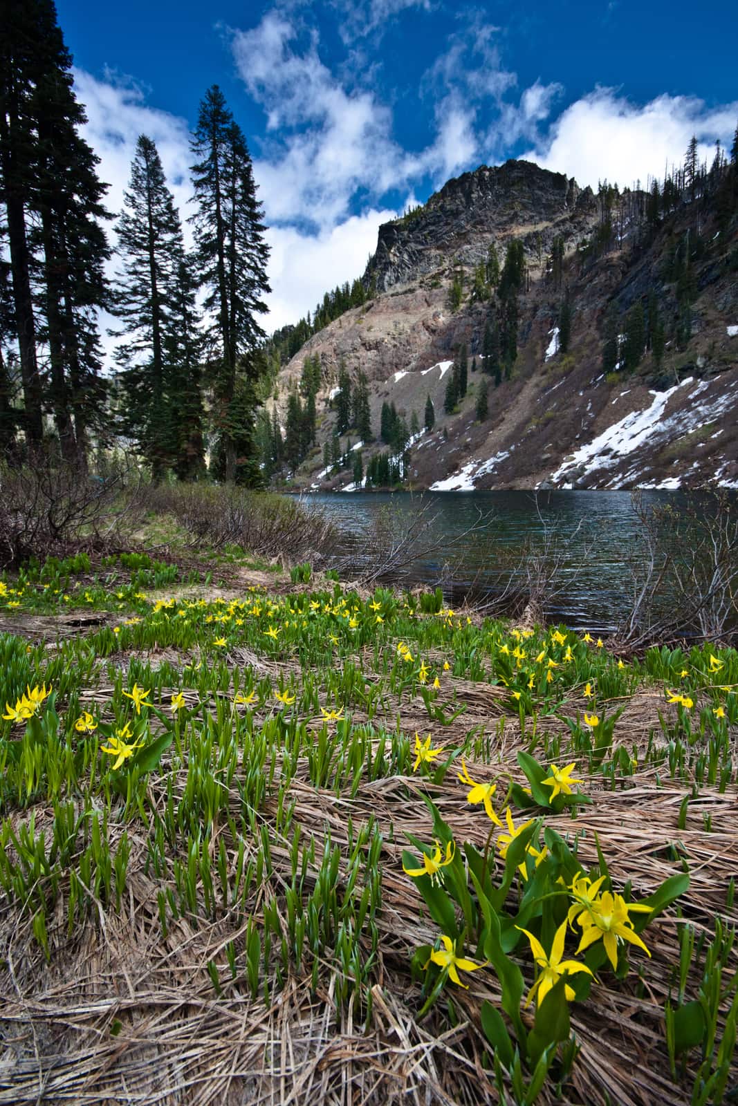 Erythronium montanum at Sky High Lakes (8756095009)