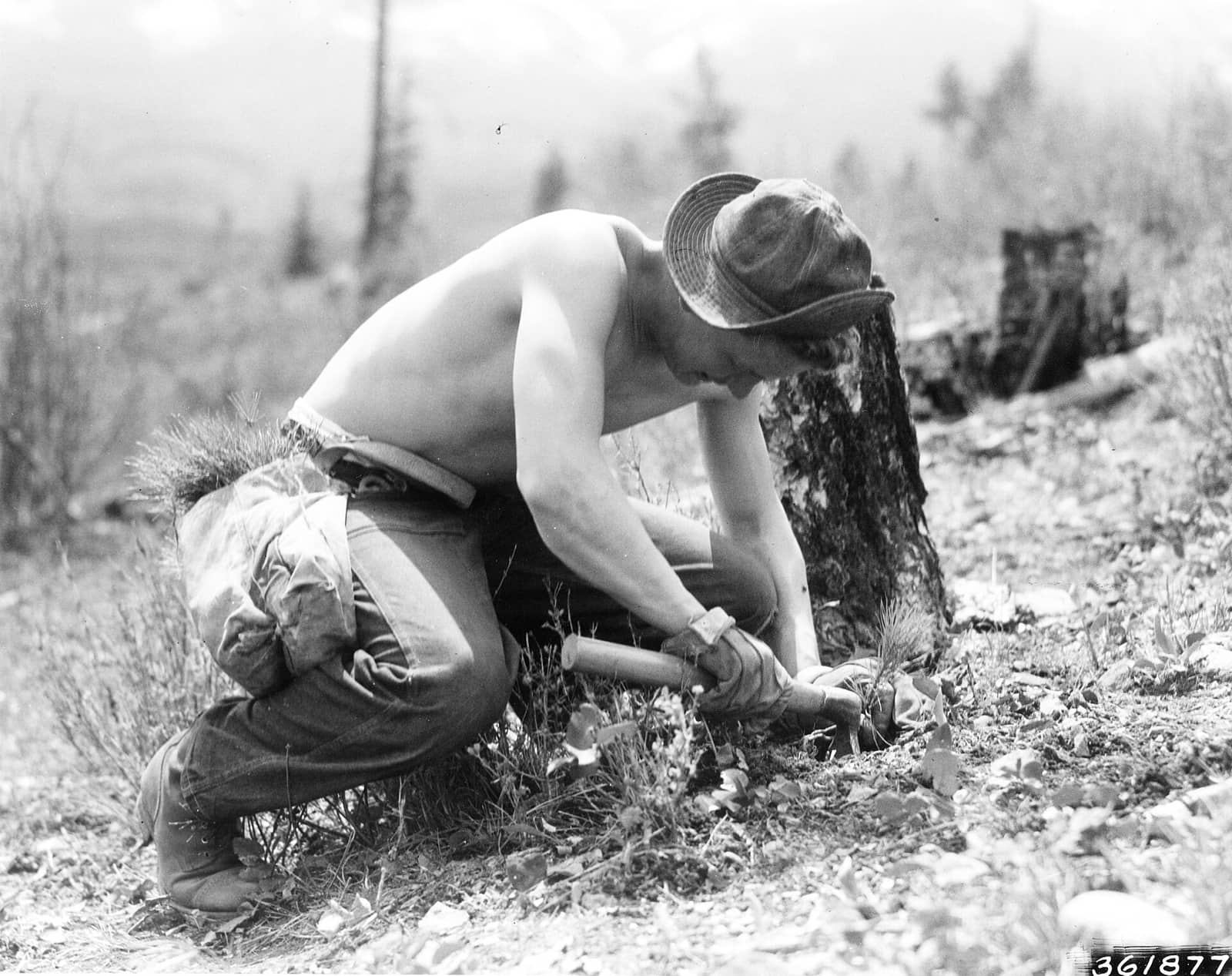 Lolo National Forest