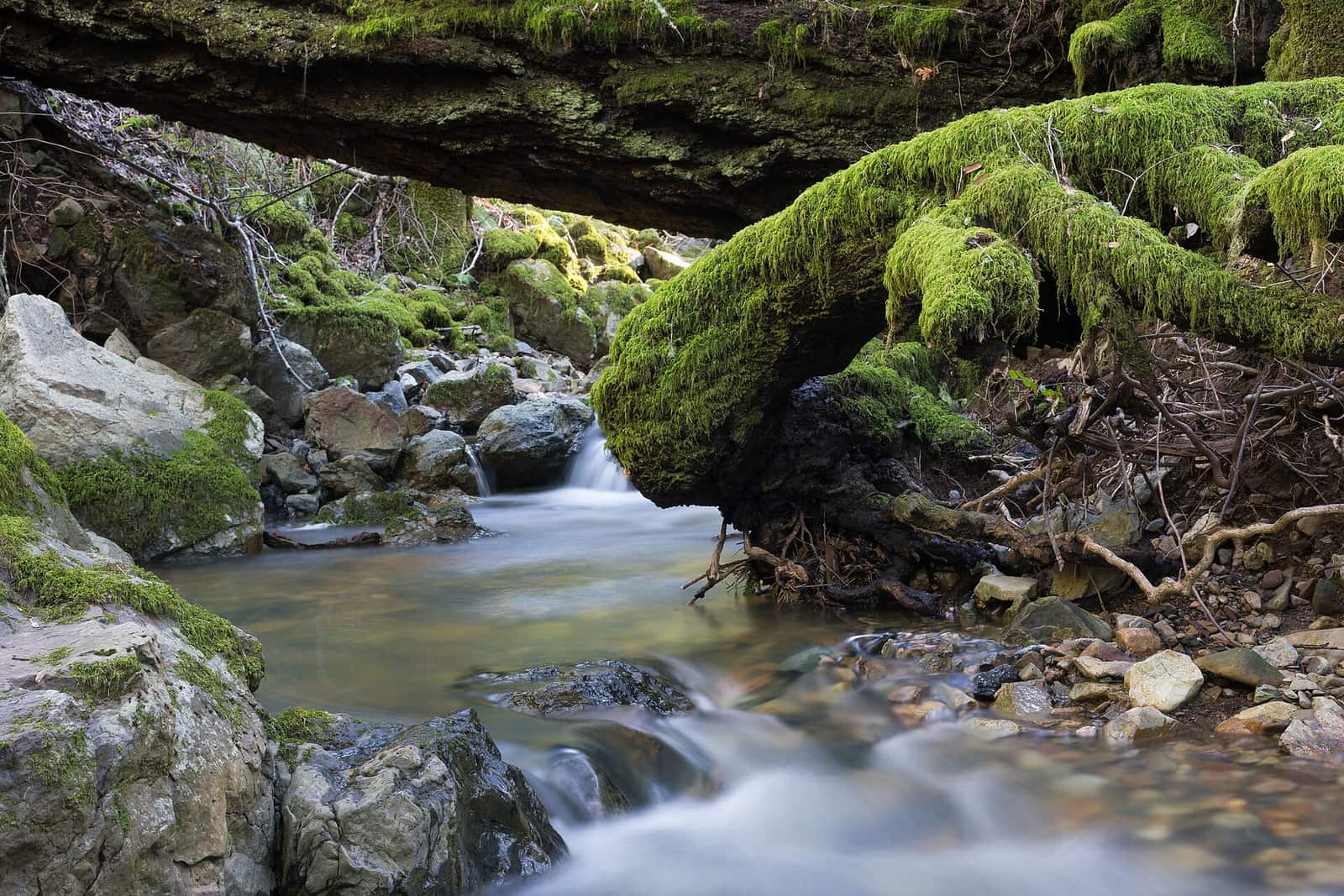 Mount Tamalpais State Park