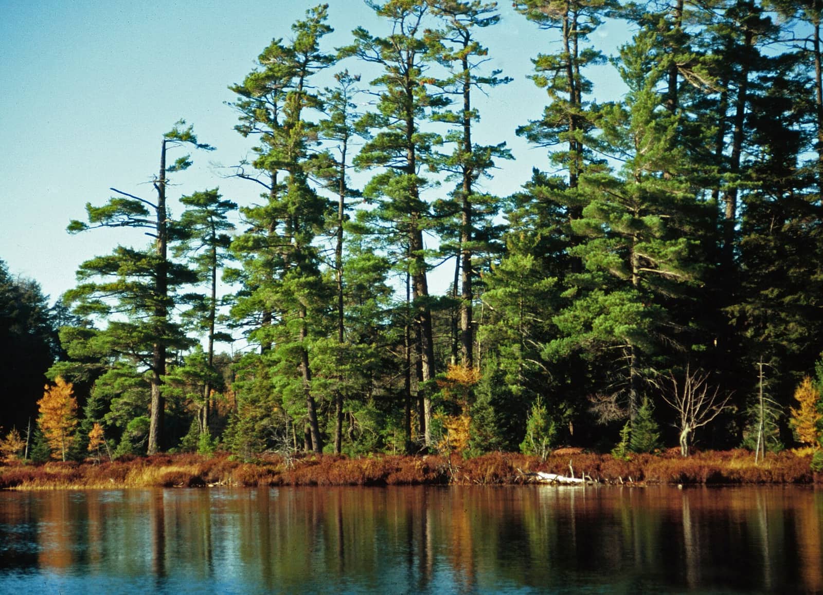 Pinus strobus Syvania