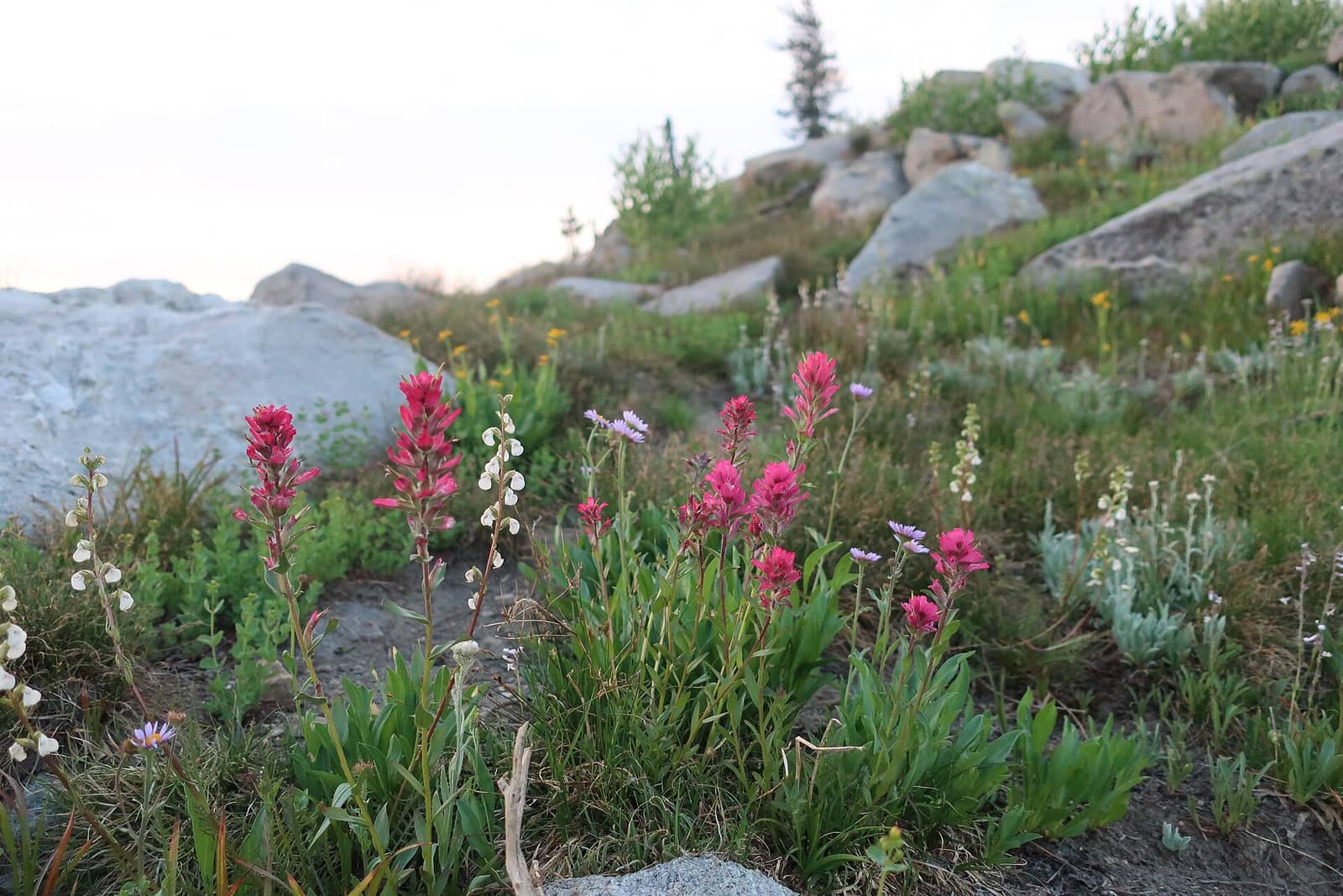 Payette National Forest