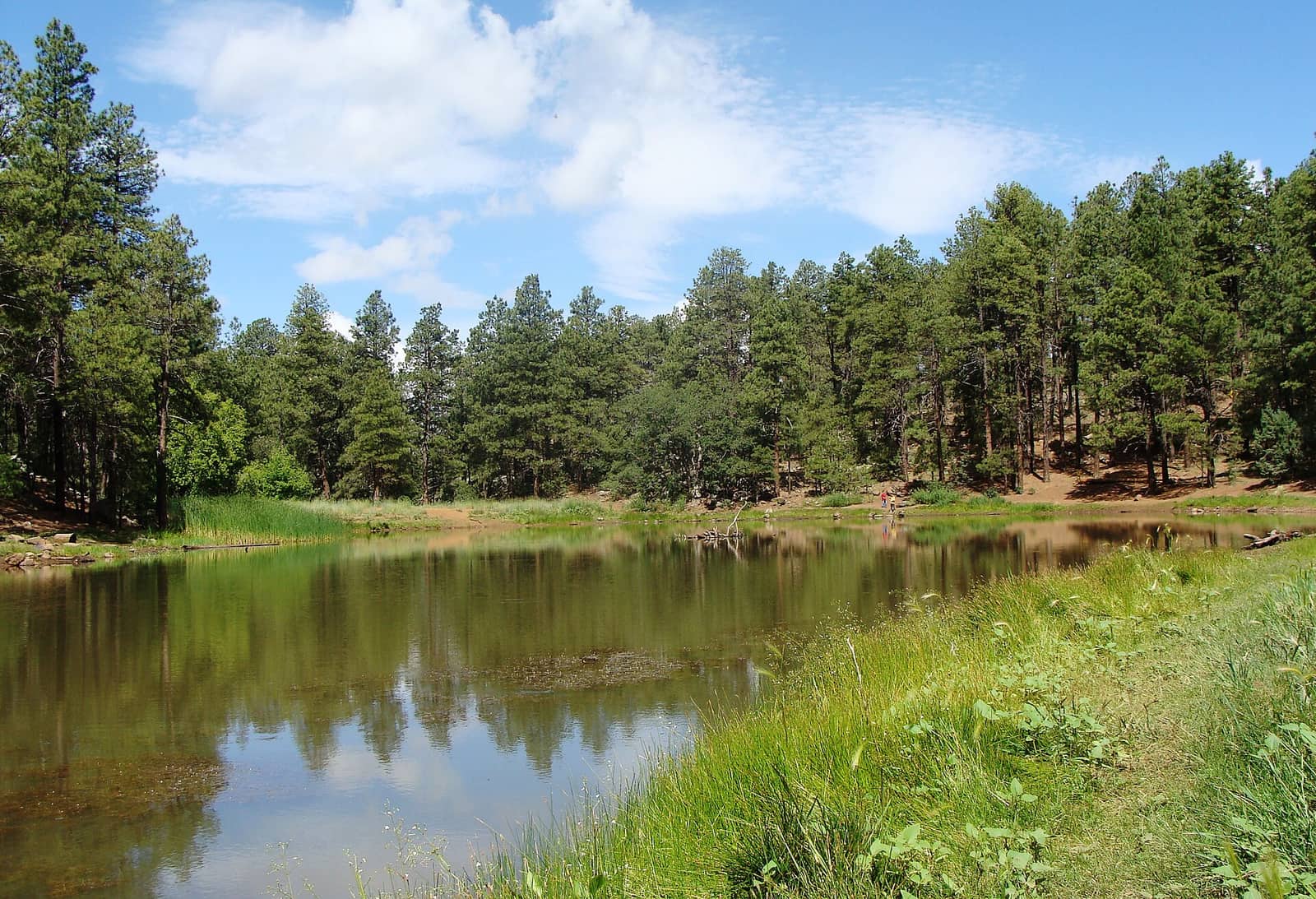 Prescott Natl Forest Nima5