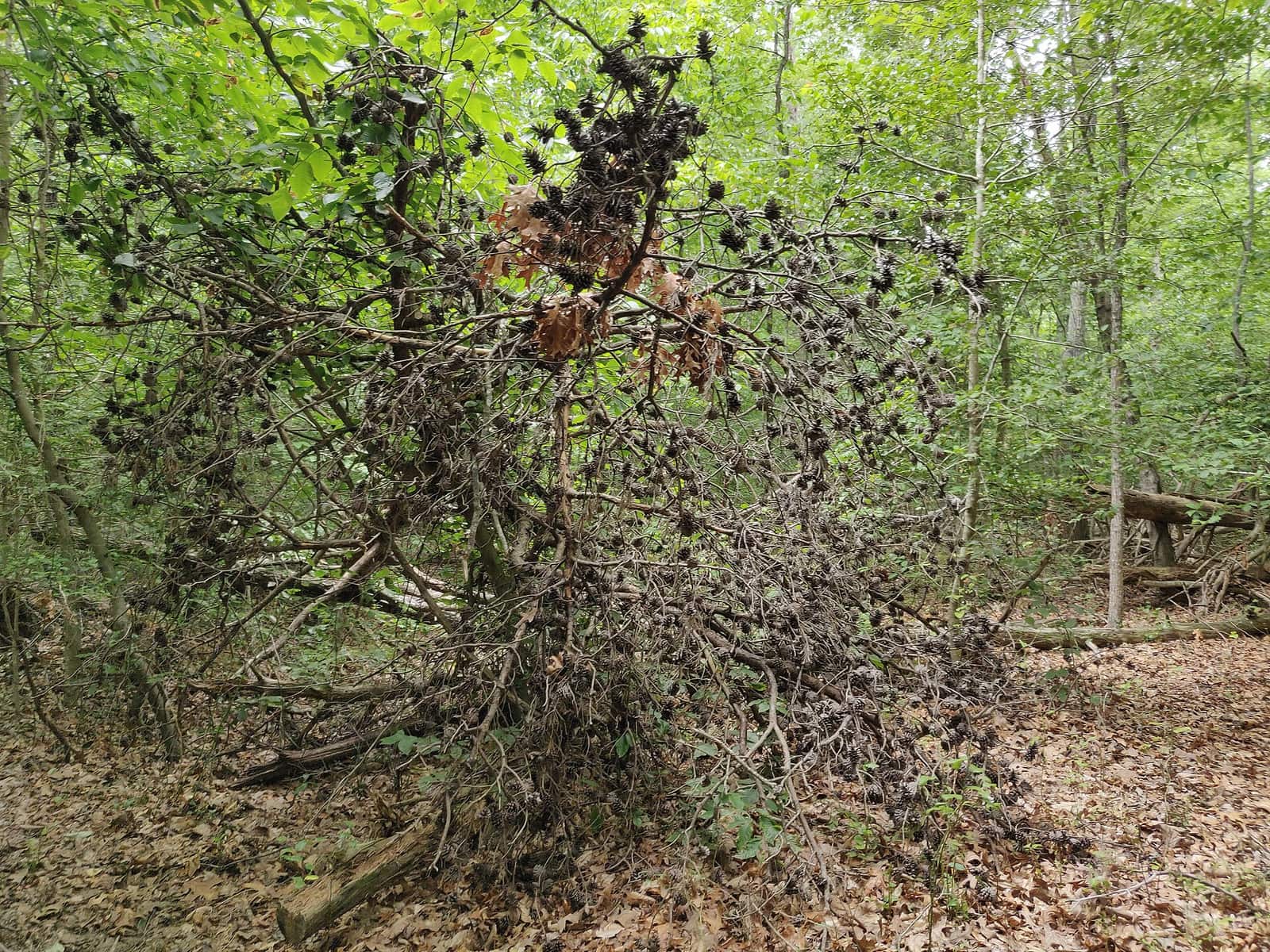 Dead tree and brush