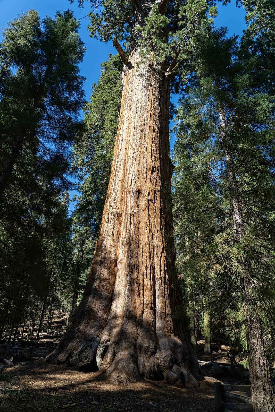 Sequoia National Forest