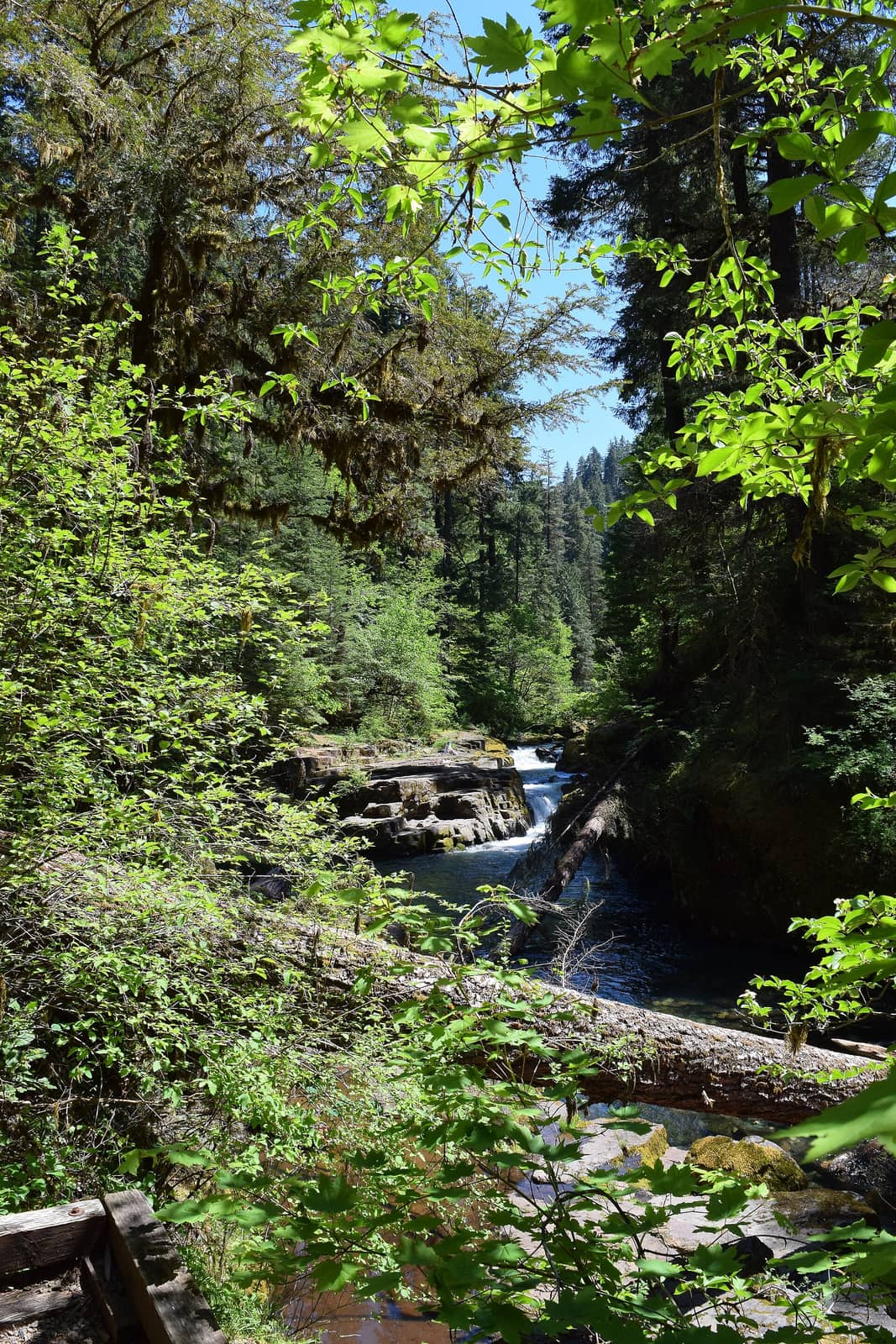 Brice Creek, Umpqua National Forest (25027605407)