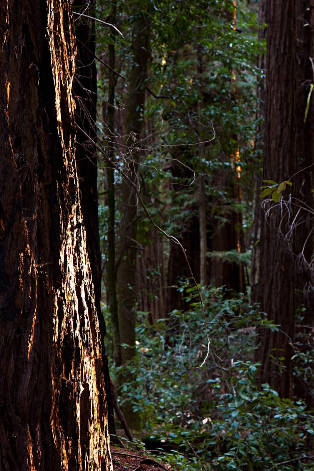Hendy Woods State Park