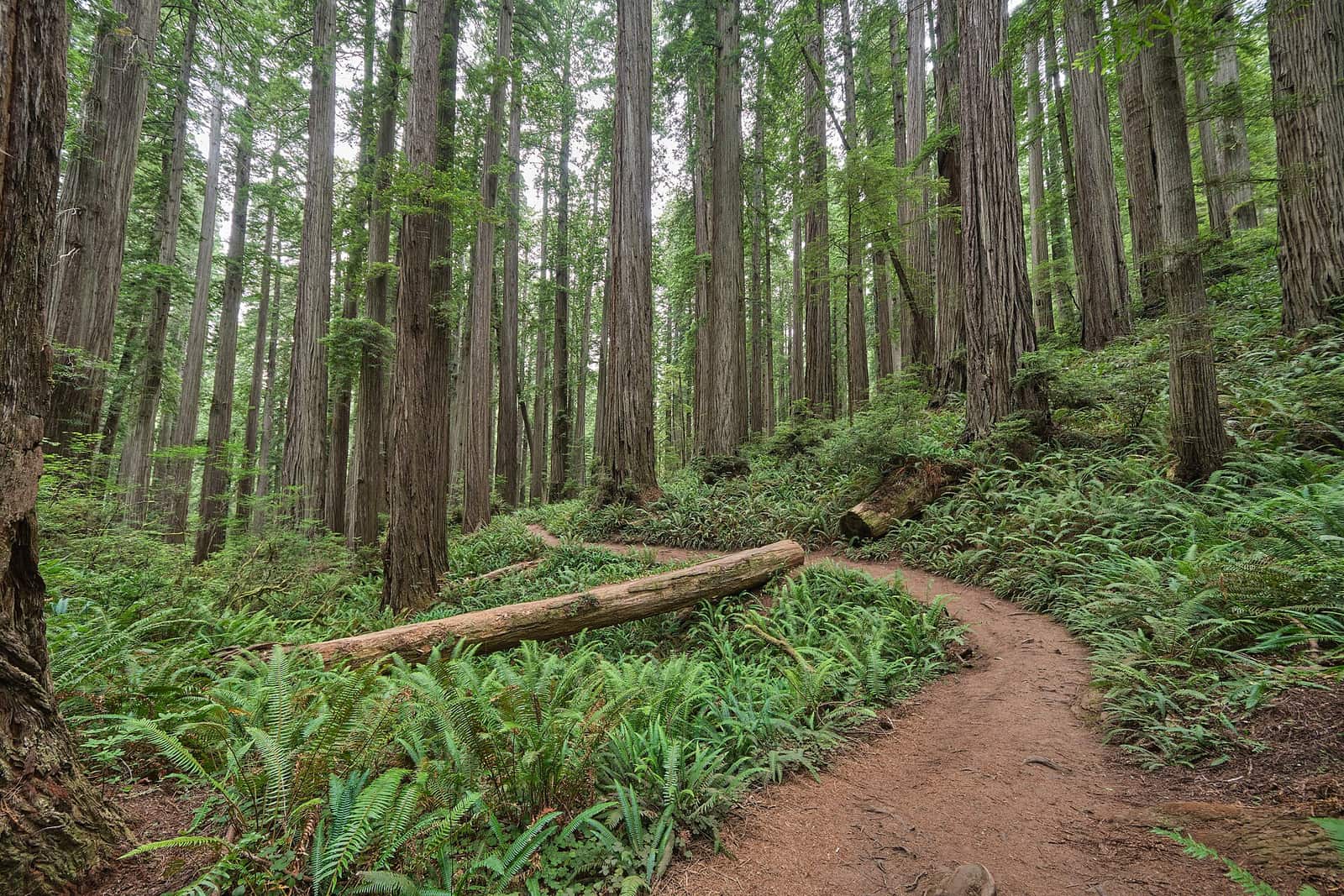 Redwood trees on the Boy Scout Tree Trail - Flickr - chris.rycroft
