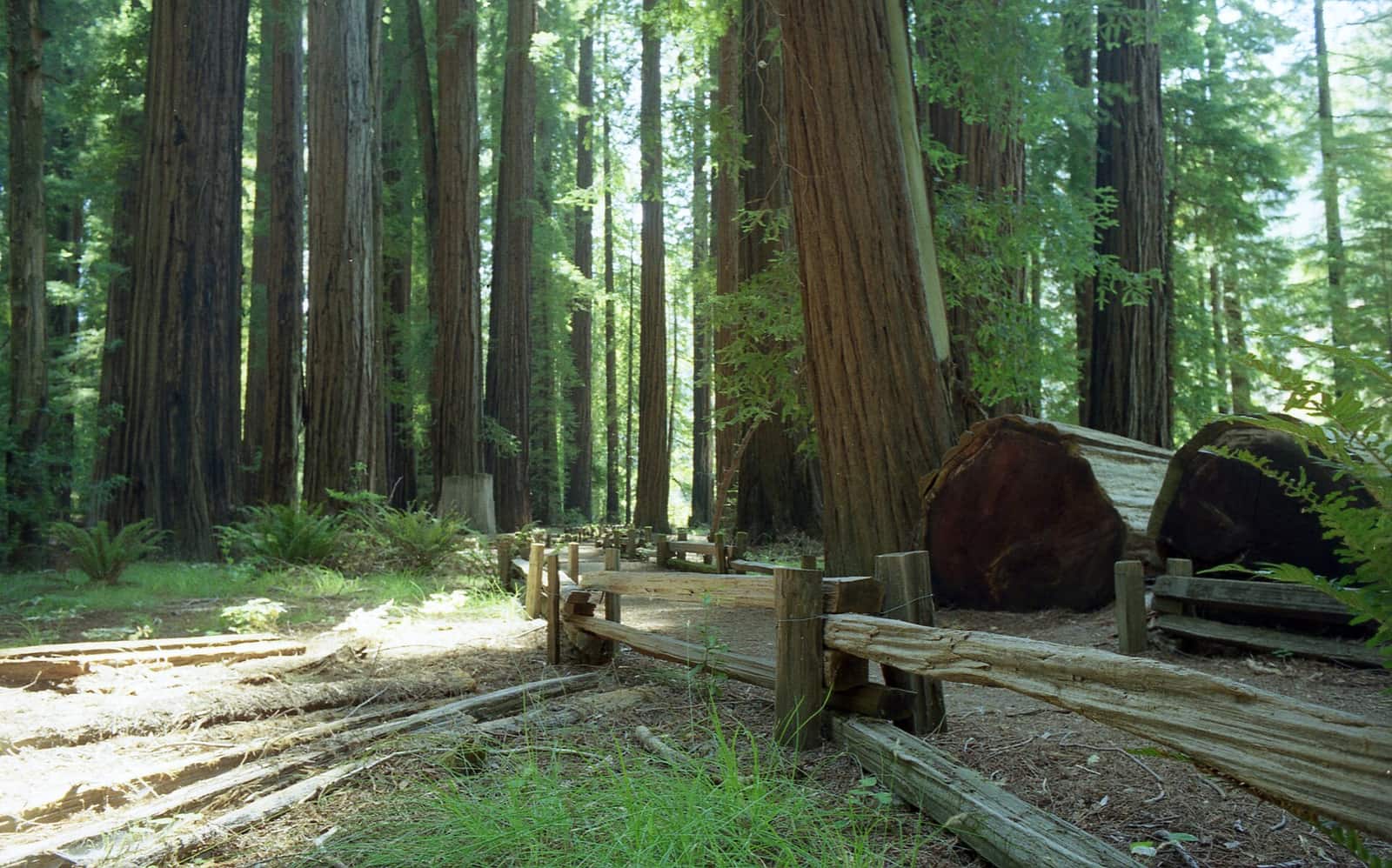 Richardson Grove State Park